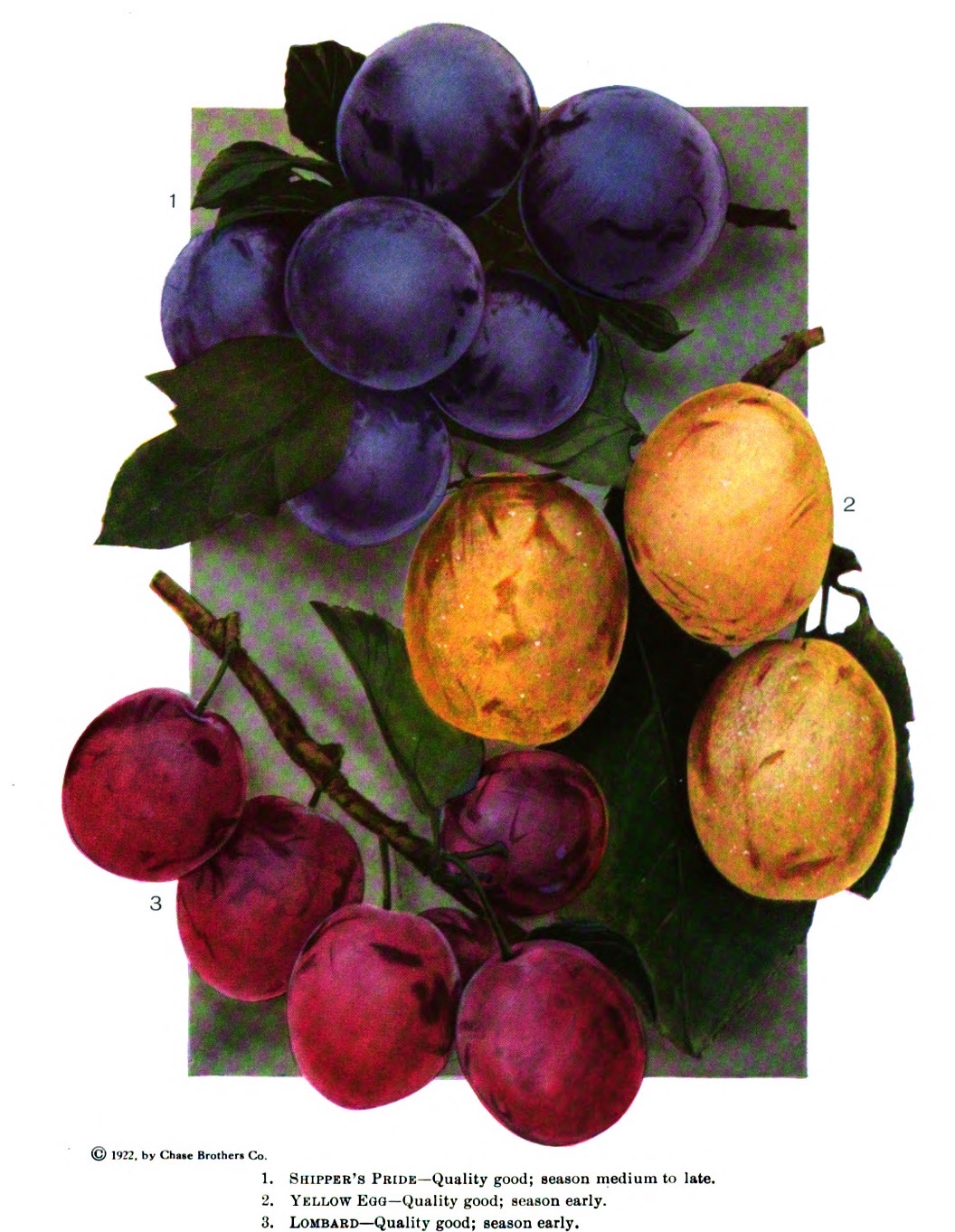 Illustration of three varieties of plums that are three different colors: purple Shipper’s Pride, yellow Yellow Egg, and red Lombard.
