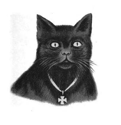 Black Cat Portrait From Don Marcello