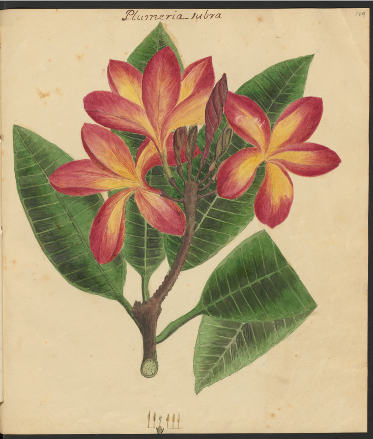 Image from Specimens of the plants and fruits of the island of Cuba, Vol. 3, by Anne Kingsbury Wollstonecraft.